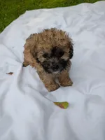 Elvis , a male Havapoo for sale in Seneca, SC – 1 of 6