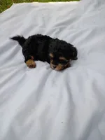 Doodle , a male Havapoo for sale in Seneca, SC – 2 of 7