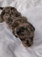 Belle, a female Havapoo for sale in Seneca, SC – 2 of 5