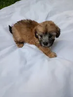 Buck, a male Havapoo for sale in Seneca, SC – 4 of 6