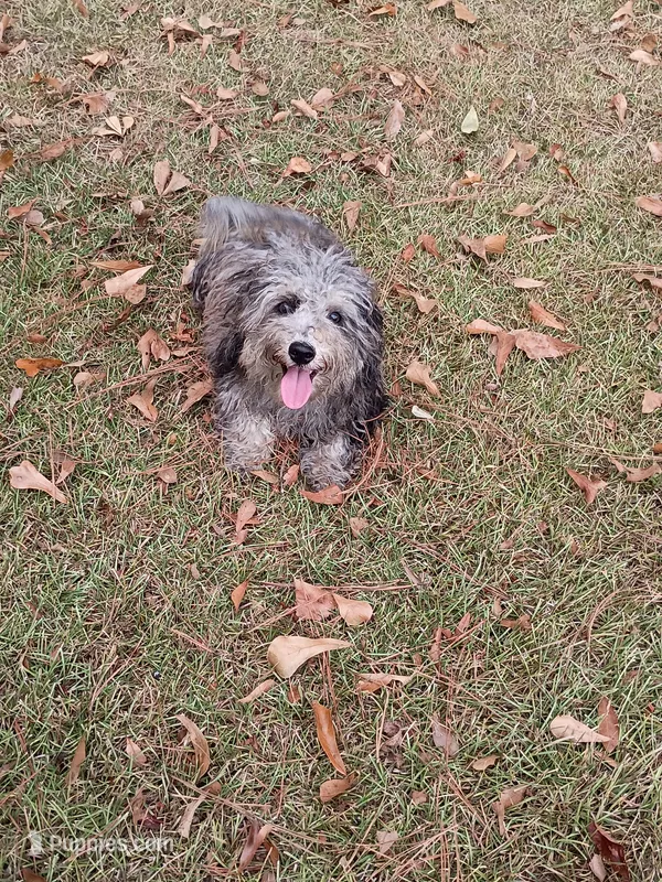 Togo – Havapoo puppy for sale in Seneca, SC