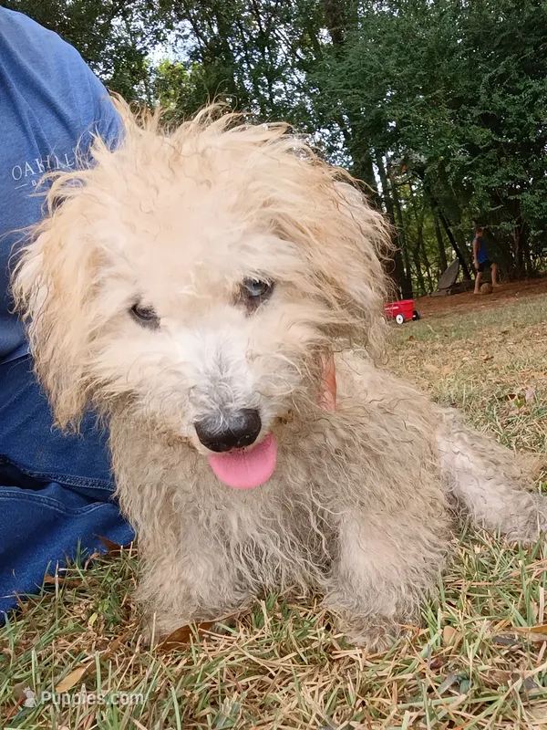 Frankie  – Havapoo puppy for sale in Seneca, SC