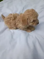 Vanilla , a male Havapoo for sale in Seneca, SC – 4 of 6