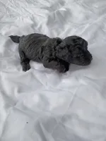 Beauty , a female Havapoo for sale in Seneca, SC – 4 of 5