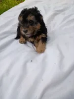 Dallas, a male Havapoo for sale in Seneca, SC – 4 of 5