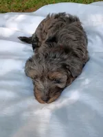 Duke, a male Havapoo for sale in Seneca, SC – 3 of 7