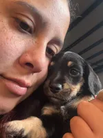 No name, a female Miniature Schnauzer and Miniature Dachshund for sale in Orlando, FL – 1 of 5
