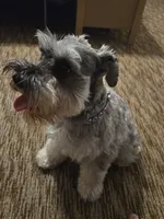 No name, a female Miniature Schnauzer and Miniature Dachshund for sale in Orlando, FL – 2 of 5