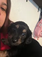 No name, a female Miniature Schnauzer and Miniature Dachshund for sale in Orlando, FL – 4 of 5