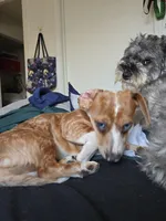 No name, a female Miniature Schnauzer and Miniature Dachshund for sale in Orlando, FL – 3 of 5
