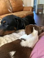Socrates, a male Rottweiler for sale in Chattanooga, TN – 2 of 2