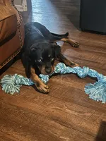 Socrates, a male Rottweiler for sale in Chattanooga, TN – 1 of 2