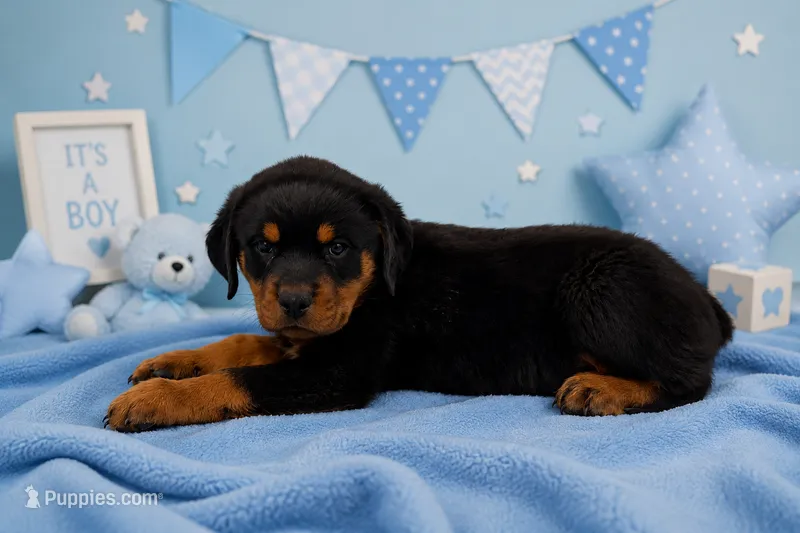 Blue – Rottweiler puppy for sale in Lehigh Acres, FL
