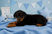 Blue, a male Rottweiler for sale in Lehigh Acres, FL – 1 of 2