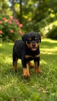 Rex, a male Rottweiler for sale in Lehigh Acres, FL – 1 of 2