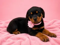 Pink , a female Rottweiler for sale in Lehigh Acres, FL – 1 of 2