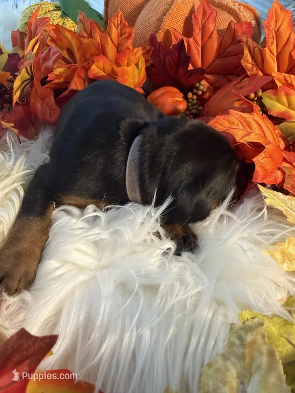 Lloyd’s Family Dobermans – Doberman Pinscher puppy for sale in Grafton, OH