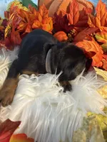 Lloyd’s Family Dobermans, a female Doberman Pinscher for sale in Grafton, OH – 1 of 10