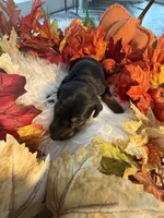 Lloyd’s Family Dobermans, a female Doberman Pinscher for sale in Grafton, OH – 10 of 10