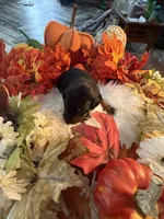 Lloyd’s Family Dobermans, a female Doberman Pinscher for sale in Grafton, OH – 9 of 10