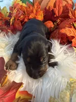 Lloyd’s Family Dobermans, a female Doberman Pinscher for sale in Grafton, OH – 4 of 10