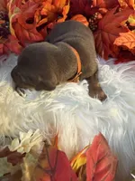 Lloyd’s Family Dobermans, a female Doberman Pinscher for sale in Grafton, OH – 5 of 10