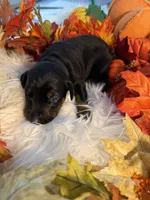 Lloyd’s Family Dobermans, a female Doberman Pinscher for sale in Grafton, OH – 2 of 10