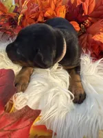 Lloyd’s Family Dobermans, a female Doberman Pinscher for sale in Grafton, OH – 8 of 10