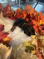 Lloyd’s Family Dobermans, a female Doberman Pinscher for sale in Grafton, OH – 6 of 10