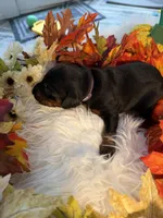 Lloyd’s Family Dobermans, a female Doberman Pinscher for sale in Grafton, OH – 7 of 10
