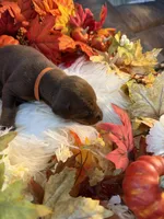 Lloyd’s Family Dobermans, a female Doberman Pinscher for sale in Grafton, OH – 3 of 10