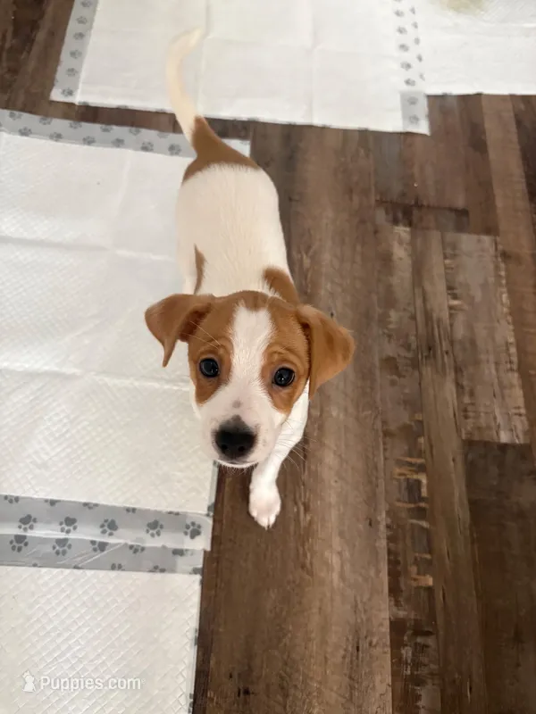 Chi – Chihuahua puppy for sale in Pico Rivera, CA