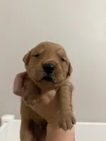Male puppy, a male Golden Retriever for sale in Simpsonville, SC – 1 of 2
