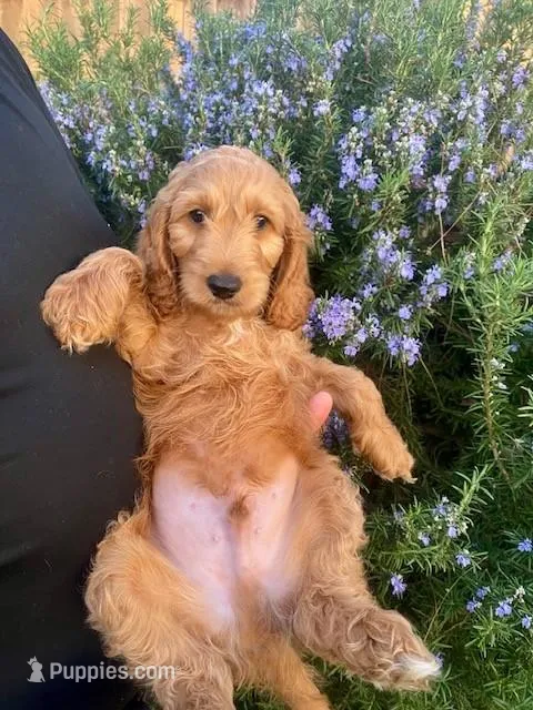 Noah white collar boy