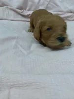 processed/2441f8c8-ea72-48a3-8e7c-a2b18e709020/listing/74ab0848-e0cf-4c85-a9b0-a0e9ed955e54/1cf5e1c0-6a35-41cb-8a06-a077d5e4edb0