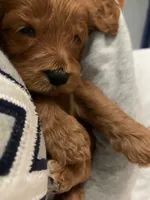 processed/2441f8c8-ea72-48a3-8e7c-a2b18e709020/listing/74ab0848-e0cf-4c85-a9b0-a0e9ed955e54/fee4846b-8e1a-4a81-97d3-3825225663b0