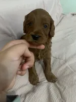 Light Blue Boy, a male Cockapoo for sale in Hollister, CA – Photo 3 of 4