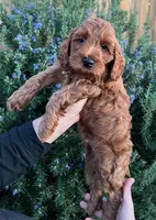 Light Blue Boy, a male Cockapoo for sale in Hollister, CA – Photo 1 of 4