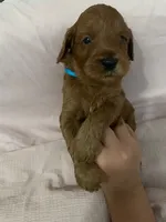Light Blue Boy, a male Cockapoo for sale in Hollister, CA – Photo 4 of 4