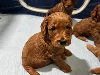 processed/2441f8c8-ea72-48a3-8e7c-a2b18e709020/listing/c93813cb-cd28-438c-b34e-f17715abf725/4138894a-6e3c-4b1a-ad6c-5dd81a3907b9