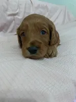 processed/2441f8c8-ea72-48a3-8e7c-a2b18e709020/listing/c93813cb-cd28-438c-b34e-f17715abf725/cb8d4d44-a5d6-4e27-b4a8-3ded9ad34f29