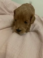 processed/2441f8c8-ea72-48a3-8e7c-a2b18e709020/listing/ff98b349-ae5c-45f4-933a-07e03eb12748/4103f149-ba69-4244-8ad1-e9b99f712f0e