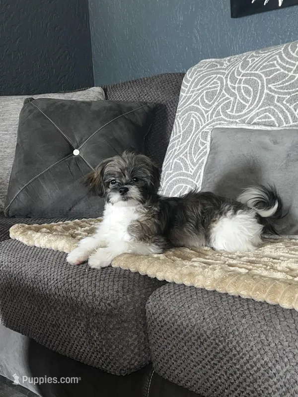 Precious  – Shihpoo puppy for sale in Dearborn Heights, MI