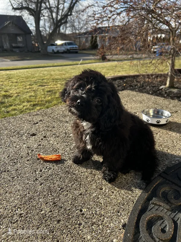 Pepper – Shihpoo, Maltese puppy for sale in Dearborn Heights, MI