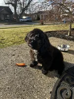 Pepper, a female Shihpoo and Maltese for sale in Dearborn Heights, MI – Photo 1 of 2