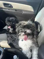 Pepper, a female Shihpoo and Maltese for sale in Dearborn Heights, MI – Photo 2 of 2