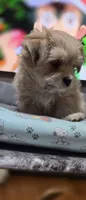 Puppy 4, a female Yorkshire Terrier and Poodle - Standard  for sale in Springfield, MA – 5 of 6