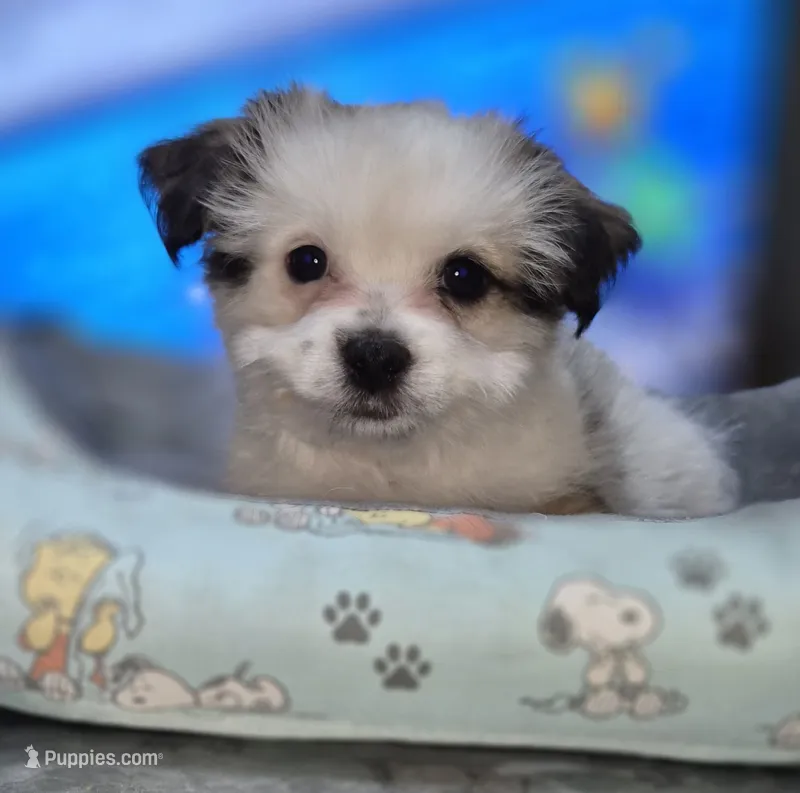Puppy 3 – Yorkshire Terrier, Poodle - Standard  puppy for sale in Springfield, MA