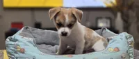 Puppy 1, a male Yorkshire Terrier and Poodle - Standard  for sale in Springfield, MA – 7 of 7