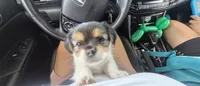 Red, a male Yorkshire Terrier and Poodle - Standard  for sale in Springfield, MA – 2 of 3
